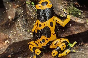 Pfeilgiftfrösche kaufen und verkaufen Foto: 0.0.8 Dendrobates Leucomelas 