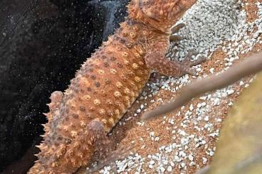 Lizards kaufen und verkaufen Photo: Nephrurus Amyae a vendre 220 euro 