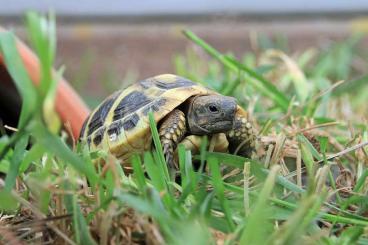 Landschildkröten kaufen und verkaufen Foto: Griechische Landschildkröten Jungtiere
