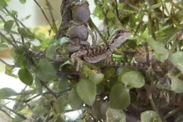 Bearded dragons kaufen und verkaufen Photo: Bartagamen Babys farbenfroh 