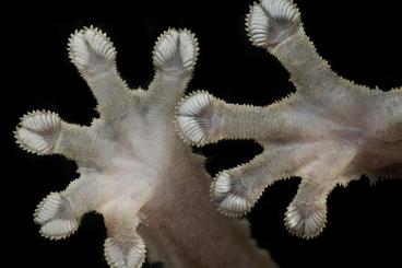 Geckos kaufen und verkaufen Foto: Suche Correlophus sarasinorum 