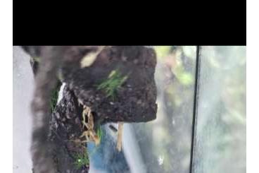 Geckos kaufen und verkaufen Photo: Mniarogekko chahoua pine island white collar 