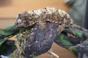 Geckos kaufen und verkaufen Photo: Mniarogekko chahoua pine island white collar