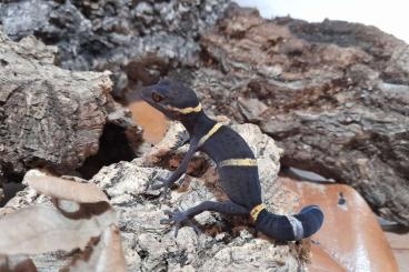 Geckos kaufen und verkaufen Foto: Goniurosaurus hainanensis