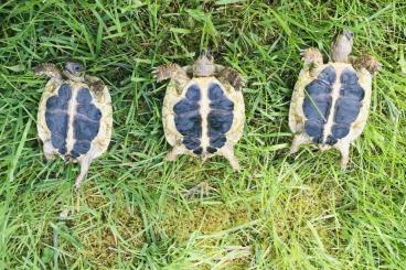 Tortoises kaufen und verkaufen Photo: Griechische Landschildkröten Thh