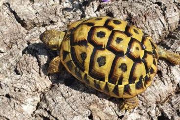 Landschildkröten kaufen und verkaufen Foto: Testudo Hermanni Hermanni NZ 2014 Lokalform Sizilien Ragusa