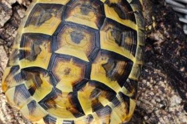 Landschildkröten kaufen und verkaufen Foto: Zwei wunderschöne weibliche Testudo Hermanni NZ 2010 zu verkaufen Landschildkröten kaufen und verkaufen Foto: Zwei wunderschöne weibliche Testudo Hermanni NZ 2010 zu verkaufen