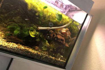 Schildkröten  kaufen und verkaufen Foto: Rotbauchspitzkopf Weibchen 3 Jahre alt 