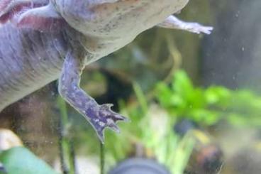 Molche kaufen und verkaufen Foto: 2 Axolotl suchen neue Oase