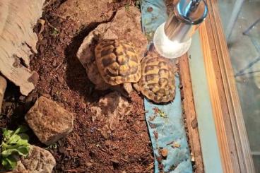 Tortoises kaufen und verkaufen Photo: 2 griechische Landschildkröten komplett set