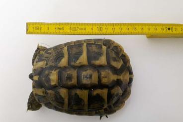 Schildkröten  kaufen und verkaufen Foto: Griechische-Landschildkröte 