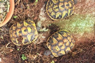 Sonstiges kaufen und verkaufen Foto: Schildkröten Naturbrut 2022