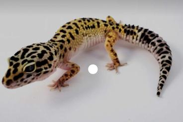 Geckos kaufen und verkaufen Foto: Leopardgecko dringend abzugeben inklusive Terrarium 