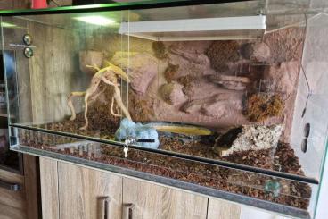 Ball Pythons kaufen und verkaufen Photo: Königspython mit Terrarium und Zubehör 