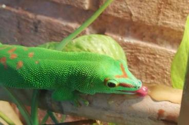 Geckos kaufen und verkaufen Photo: Madagaskar taggeckos mit Terarrium und zubehör