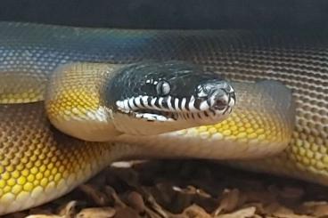 Pythons kaufen und verkaufen Photo: 1.1 Weißlippenpythons abzugeben 