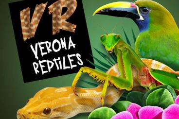 Schlangen kaufen und verkaufen Foto: Some free table remaining for the Verona Reptiles Show May 8th!