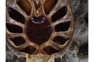 Spinnen und Skorpione kaufen und verkaufen Foto: diverse Vogelspinnen G. Pulchra