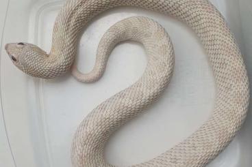 Nattern ungiftige kaufen und verkaufen Foto: Adulte Hakennasennattern abzugeben Nattern ungiftige kaufen und verkaufen Foto: Adulte Hakennasennattern abzugeben
