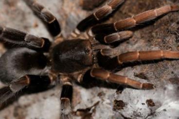 - bird spiders kaufen und verkaufen Photo: Suche einige Vogelspinnen aus NRW