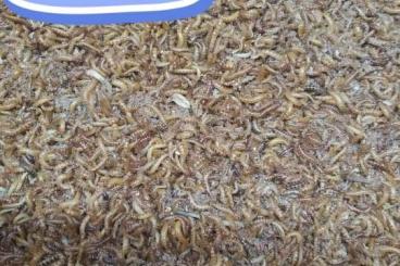 Futtertiere kaufen und verkaufen Foto: Futterinsekte Futtertiere kaufen und verkaufen Foto: Futterinsekte