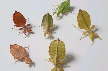 Insekten kaufen und verkaufen Foto: Wandelnde Blätter Phyllium Letiranti Tataba