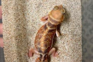 Geckos kaufen und verkaufen Foto: For December Hamm - 1.1 Nephrurus l. levis - CB23 young pair
