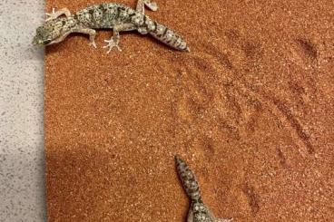 Geckos kaufen und verkaufen Photo: Diplodactylus tesselatus - Hamm March 2024