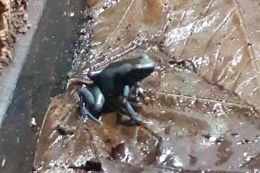 Poison dart frogs kaufen und verkaufen Photo: 0,0,3 Dendrobates Auratus Birkhahn
