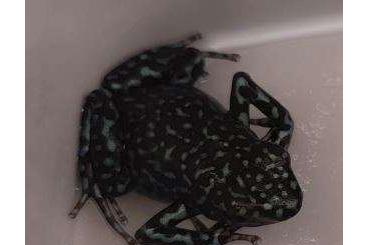 Poison dart frogs kaufen und verkaufen Photo: Suche besondere Auratus Varianten
