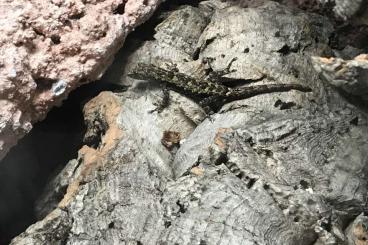 Geckos kaufen und verkaufen Photo: Looking for Lygodactylus miops