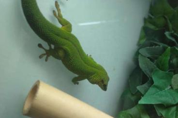 Geckos kaufen und verkaufen Photo: Phelsuma mad (kl. Inselform) / Ph.standingi NZ 23