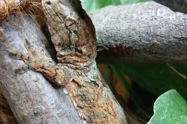 Geckos kaufen und verkaufen Foto: Ph. standingi, P.mm, Chahoua M., E. fuscus, Oedura m., Geckos kaufen und verkaufen Foto: Ph. standingi, P.mm, Chahoua M., E. fuscus, Oedura m.,