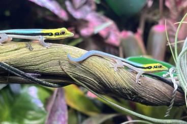 Geckos kaufen und verkaufen Photo: Phelsuma klemmeri 70€ Gecko Terrariumpflanzen