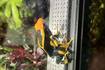 Poison dart frogs kaufen und verkaufen Photo: Dendrobates tinctorius alanis