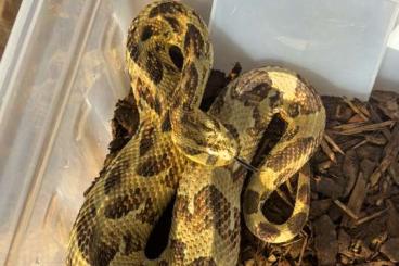 Giftschlangen kaufen und verkaufen Foto: Bitis arietans Lake Nakuru