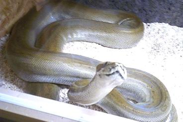 Pythons kaufen und verkaufen Foto: Python sebae Patternless (Felsenpython) NZ´20 Male 1.0
