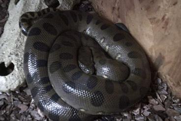 Boas kaufen und verkaufen Photo: Eunectes murinus - Große Anakonda NZ´23 Male ca.1,20Meter Boas kaufen und verkaufen Photo: Eunectes murinus - Große Anakonda NZ´23 Male ca.1,20Meter
