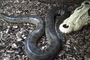 Boas kaufen und verkaufen Foto: Eunectes murinus - Große Anakonda NZ´23 Male ca.1,20Meter Boas kaufen und verkaufen Foto: Eunectes murinus - Große Anakonda NZ´23 Male ca.1,20Meter