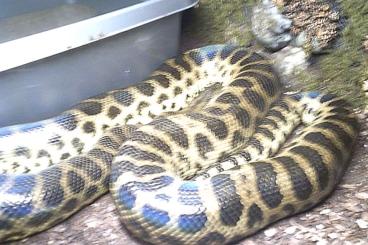 Boas kaufen und verkaufen Photo: Eunectes notaeus - Gelbe Anakonda Male NZ´17 Boas kaufen und verkaufen Photo: Eunectes notaeus - Gelbe Anakonda Male NZ´17