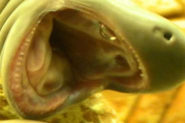 Wirbellose fürs Aquarium kaufen und verkaufen Foto: Drei Schwimmwühlen zu verkaufen Wirbellose fürs Aquarium kaufen und verkaufen Foto: Drei Schwimmwühlen zu verkaufen