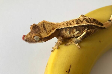Geckos kaufen und verkaufen Photo: Kronengeckojungtiere abzugeben