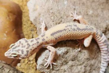 Geckos kaufen und verkaufen Photo: Leopardgecko mit Terrarium 