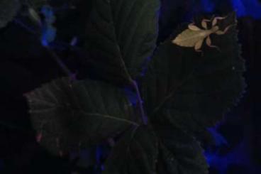 Zubehör kaufen und verkaufen Foto: Lucky Reptile Night Sky 5 LEDs Nachtbeleuchtung Beleuchtung Nachtlicht