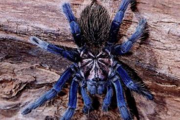 Spinnen und Skorpione kaufen und verkaufen Foto: Xenesthis sp.Blue search for Male