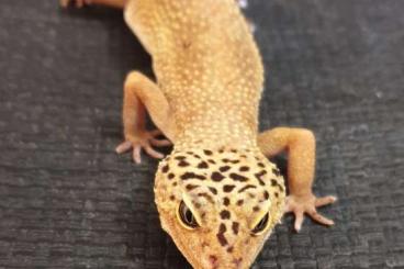 Geckos kaufen und verkaufen Foto: Leopardgeckopärchen ca. 3 Jahre Alt
