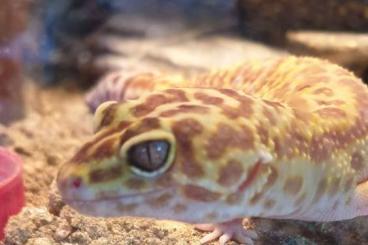 Geckos kaufen und verkaufen Foto: Leopardgeckoweibchen ca. 4,5 Jahre Alt