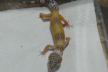 Geckos kaufen und verkaufen Photo: Leopardgecko aus Nachzucht 2022 zu verkaufen