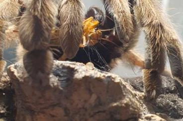 - bird spiders kaufen und verkaufen Photo: Psalmopoeus Cambridgei 0.1, Brachipelma Emilia 0.0.1