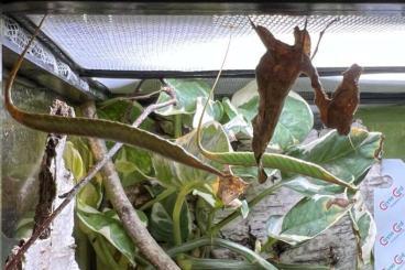 Insekten kaufen und verkaufen Foto: Acanthops erosula Ootheken